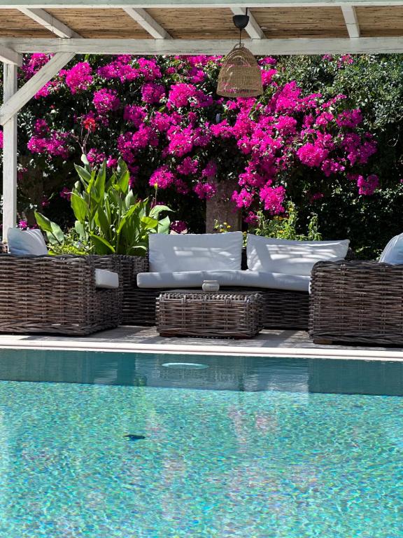 米内尔维诺迪莱切Palazzo Siena - Home & More的游泳池旁设有藤椅和粉红色鲜花