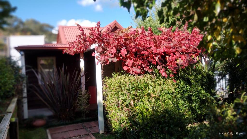 布赖特Bella Rouge Cottage的一座房子前面的灌木丛,花粉红色