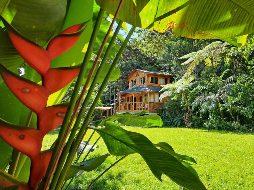 奥克萨潘帕Refugio de Orquídeas的树叶上看到房子