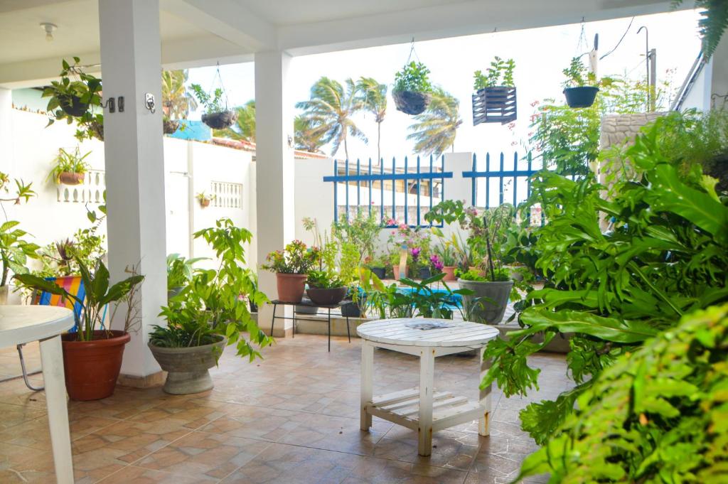 马拉卡贾Casa em Maracajaú的一座温室,里面种满了盆栽植物
