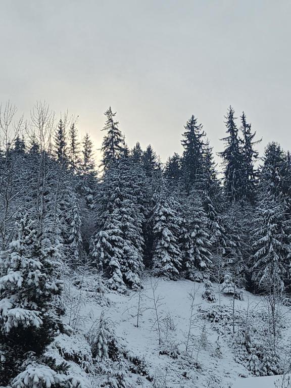 托普利察Casa din livadă - Cazare Măgheruș的一群雪上加霜的树