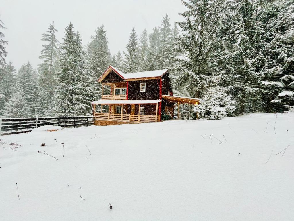 贝利什Cosy wooden house in the heart of Apuseni.的雪中树下的小木屋