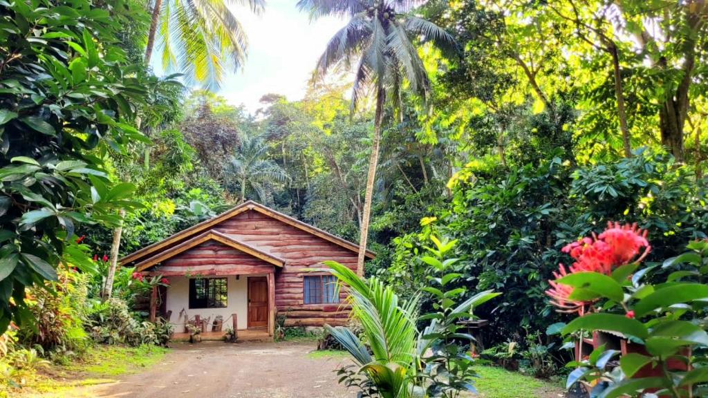 欧丘里欧Ecoscape Jamaica - Cottages by the river的森林中间的小木屋