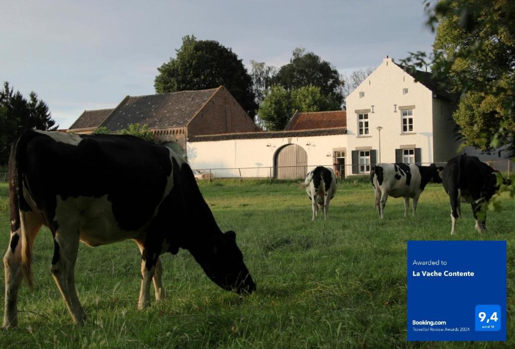 马斯特里赫特La Vache Contente的一群牛在房子前面的田野里放牧