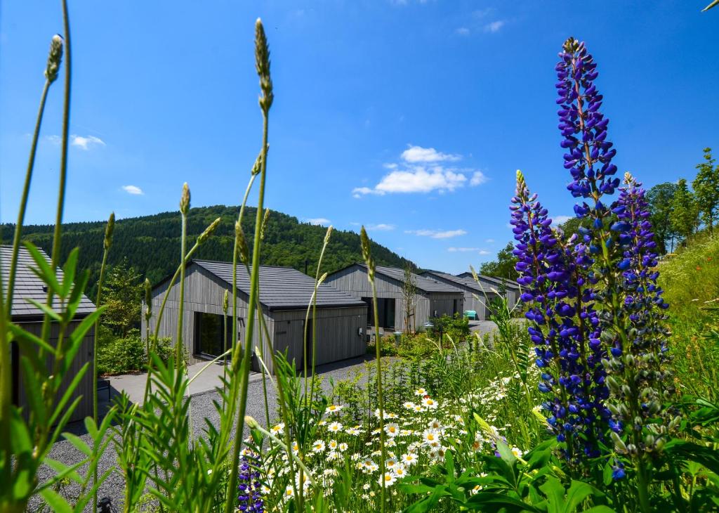 温特贝格Sauerland Lodge - Haus Luise的一座种有紫色花卉和房屋的花园