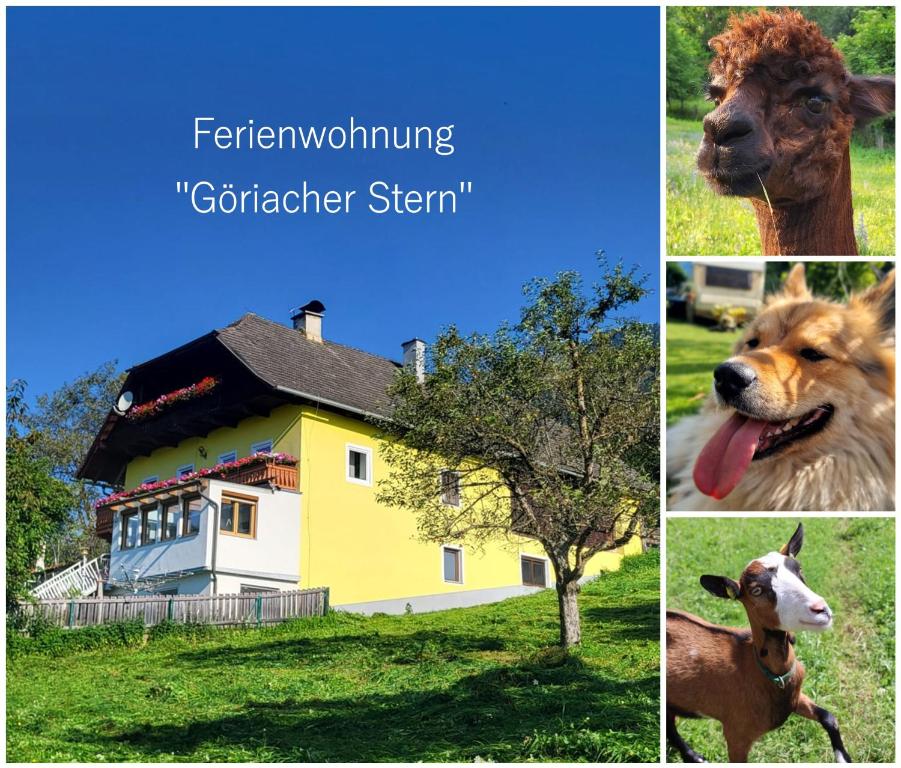 PusarnitzFerienwohnung Göriacher Stern的房屋和牛的照片拼凑而成