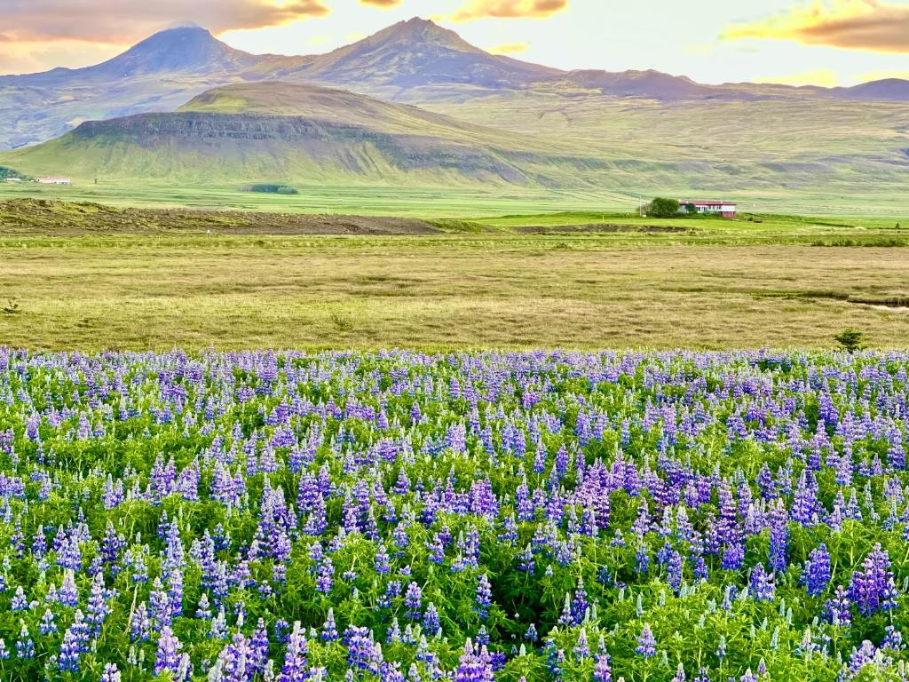 斯蒂克松鲁姆Hrossholt的一片紫色的花田,背景是群山