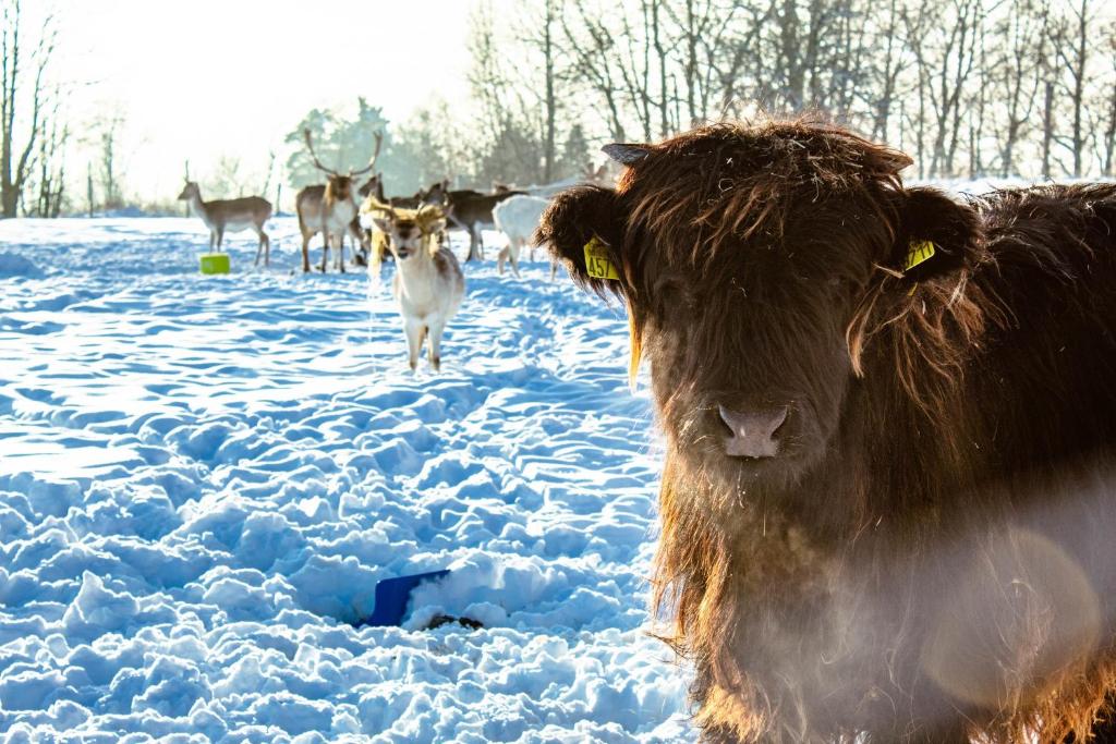 JordanówRanczo Zwierzyniec Noclegi的一只背着鹿站在雪地里的牛