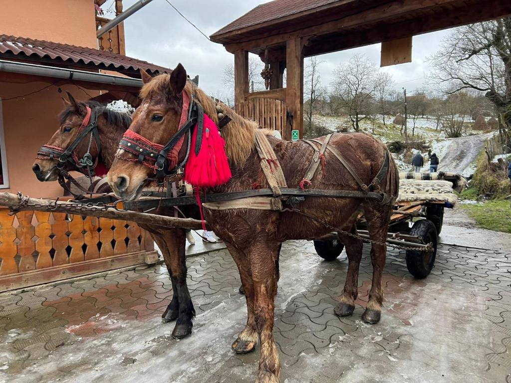 BrebPensiunea Teodora Breb Maramu的两匹棕色的马在房子前面拉一根车