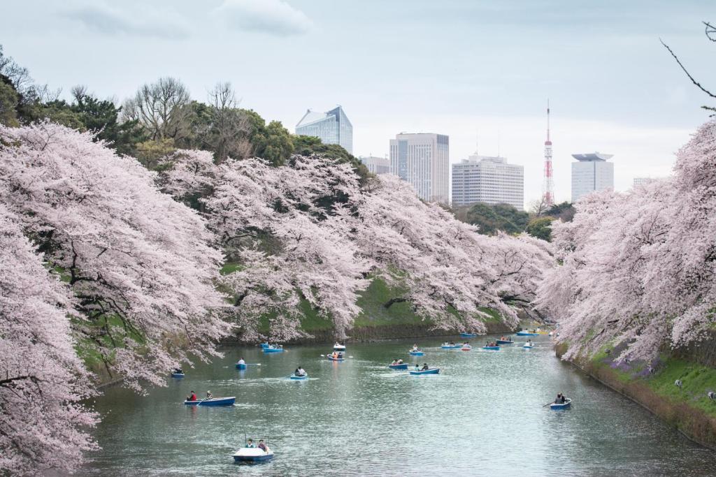东京Shangri-La Tokyo的一群人划着樱桃树沿着河流划船