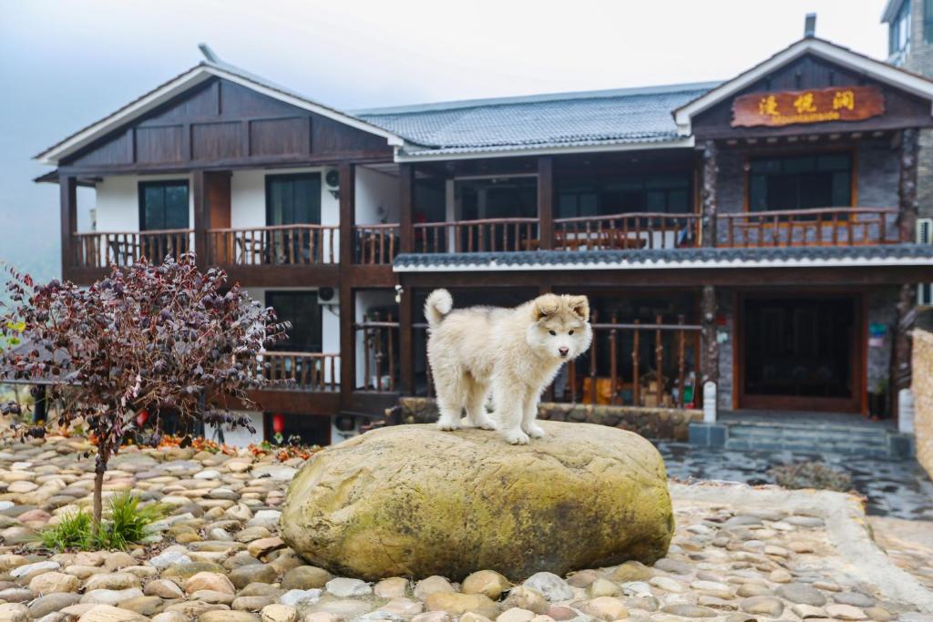 张家界Mountainside的狗站在房子前的岩石上