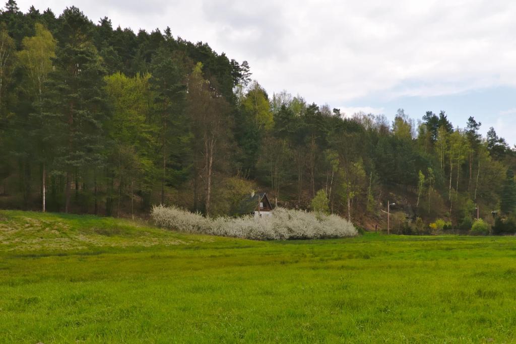 耶什赫维采The Elbe Sandstone Cottage的田间中带白色花的田野