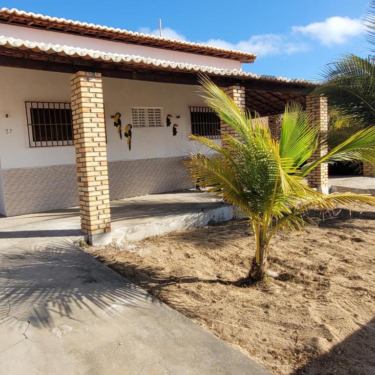 蒂鲍Casa em Tibau RN的房屋前的棕榈树