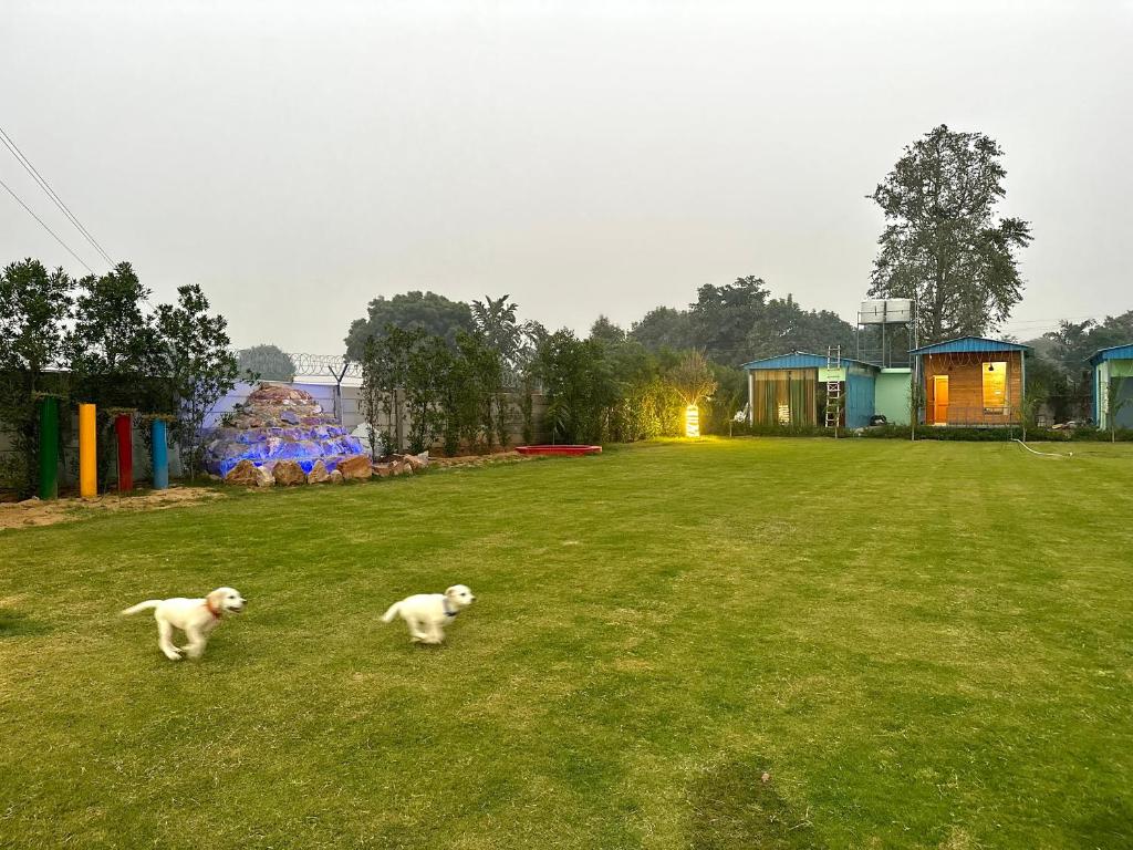 古尔冈Farm with 5 huts, heated pool and bonfire的两只白狗在草地上跑