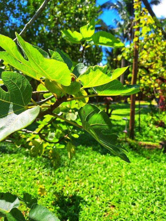 Pousada Serra da Bocaina Paraty外面的花园
