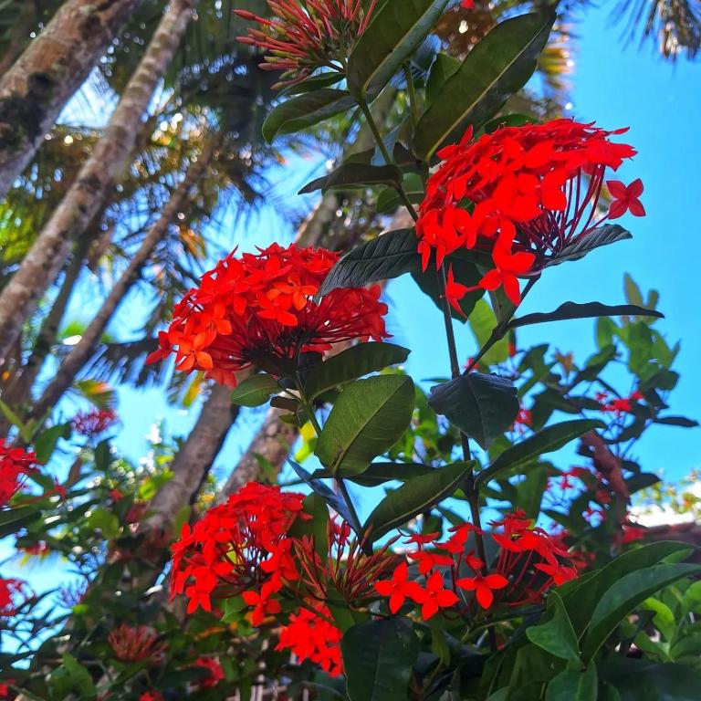 Pousada Serra da Bocaina Paraty外面的花园