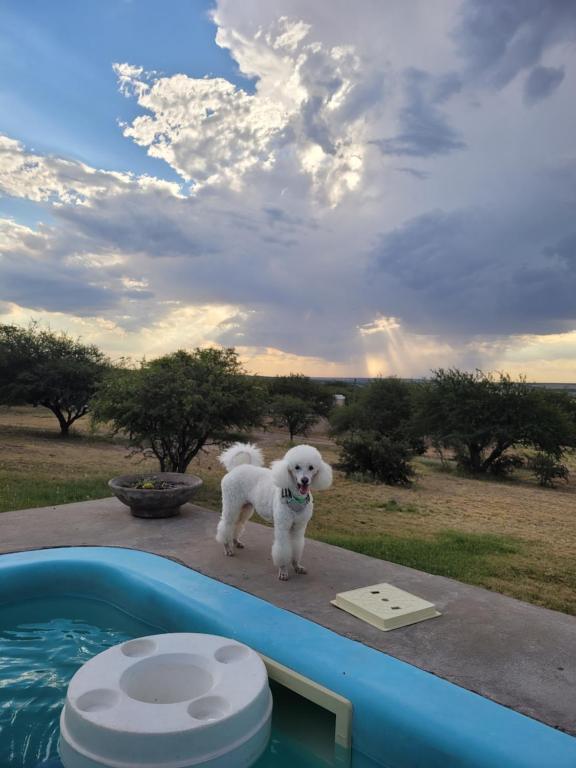 ToayCuesta pampa casa de campo的一只白色的狗站在游泳池旁