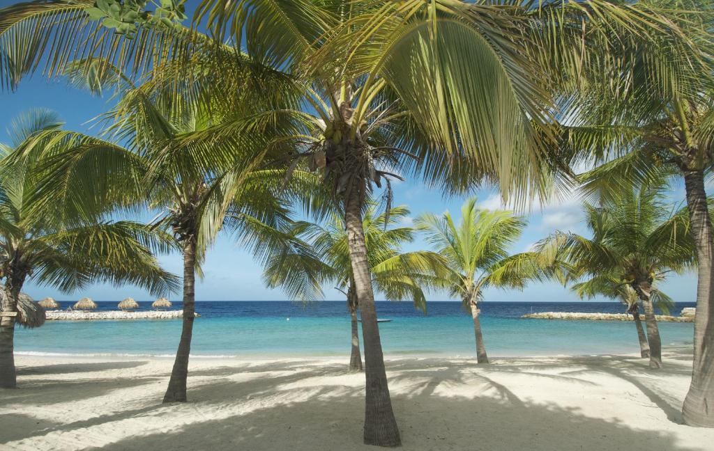 威廉斯塔德Blue Bay Lodges的海滩上一棵棕榈树和大海