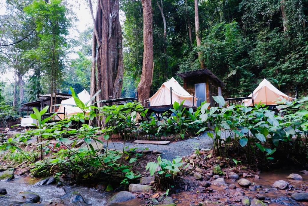 Ban Pok NaiThe camp Maekampong的树林里的一组帐篷