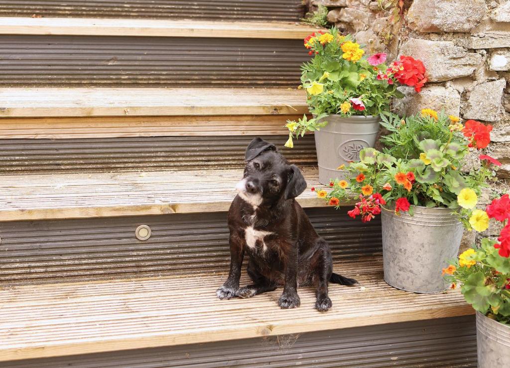 瓦伊河畔海伊Pet-Friendly Logburner Horse Stable Views的一只小黑狗坐在木楼梯上,种着鲜花