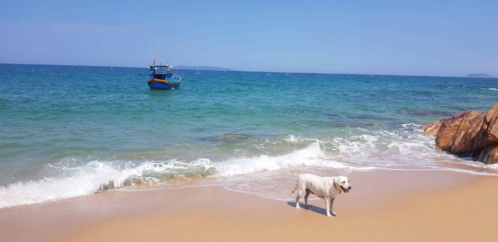 归仁海滩生活旅馆的一条狗站在海滩上,在水中划船