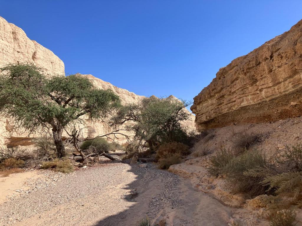 Idanבריזה במדבר的峡谷里的土路,旁边是树