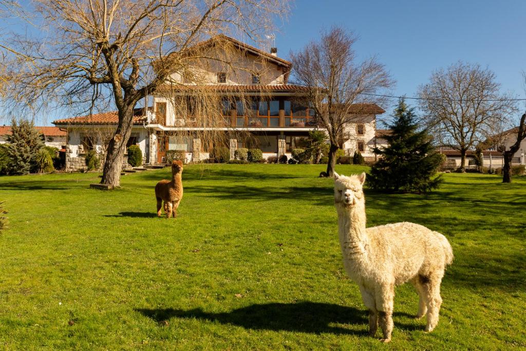LizasoCasa Rural Flor de Vida - B&B的两个美洲驼站在房子前面的田野上