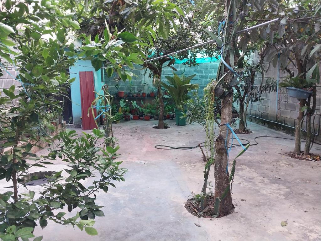莫约班巴D-302的一座种有一堆树木和一座建筑的花园