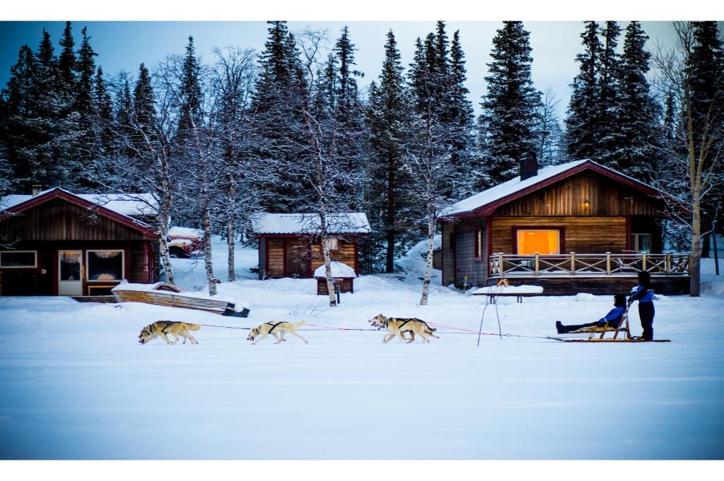基律纳LAKESIDE AURORA CABINS的一群狗在雪中行走在小屋前