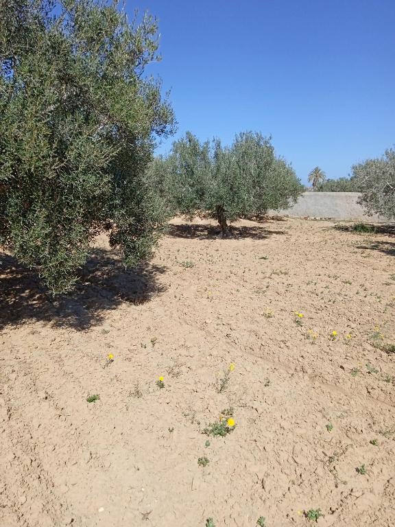 阿格希尔l'olivier的沙漠中间有树木的田野