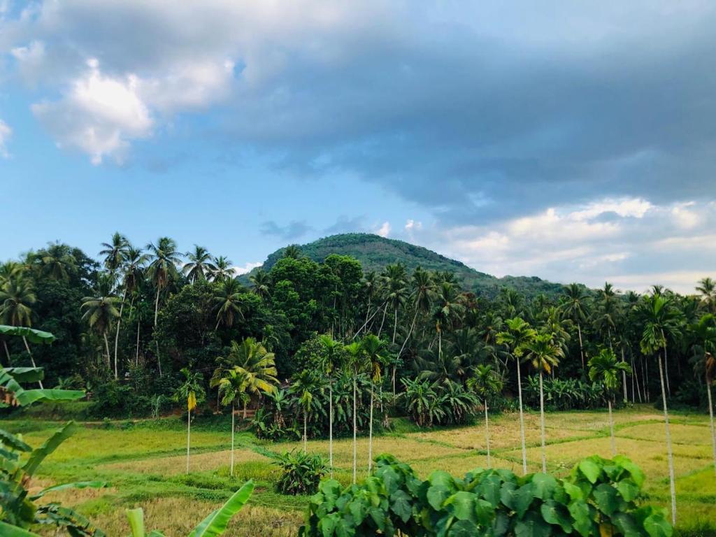 凯格勒Ceylon Guest的一片种有棕榈树的田野和山地