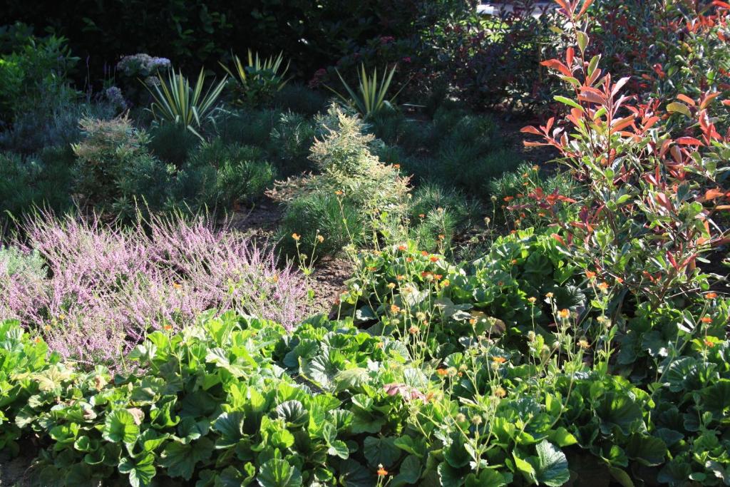 博恩比德迈住宿加早餐旅馆的种植了多种不同植物的花园