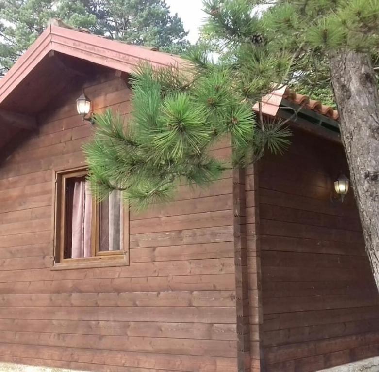 ShalëLlogara Chalet的小木屋,设有窗户和树