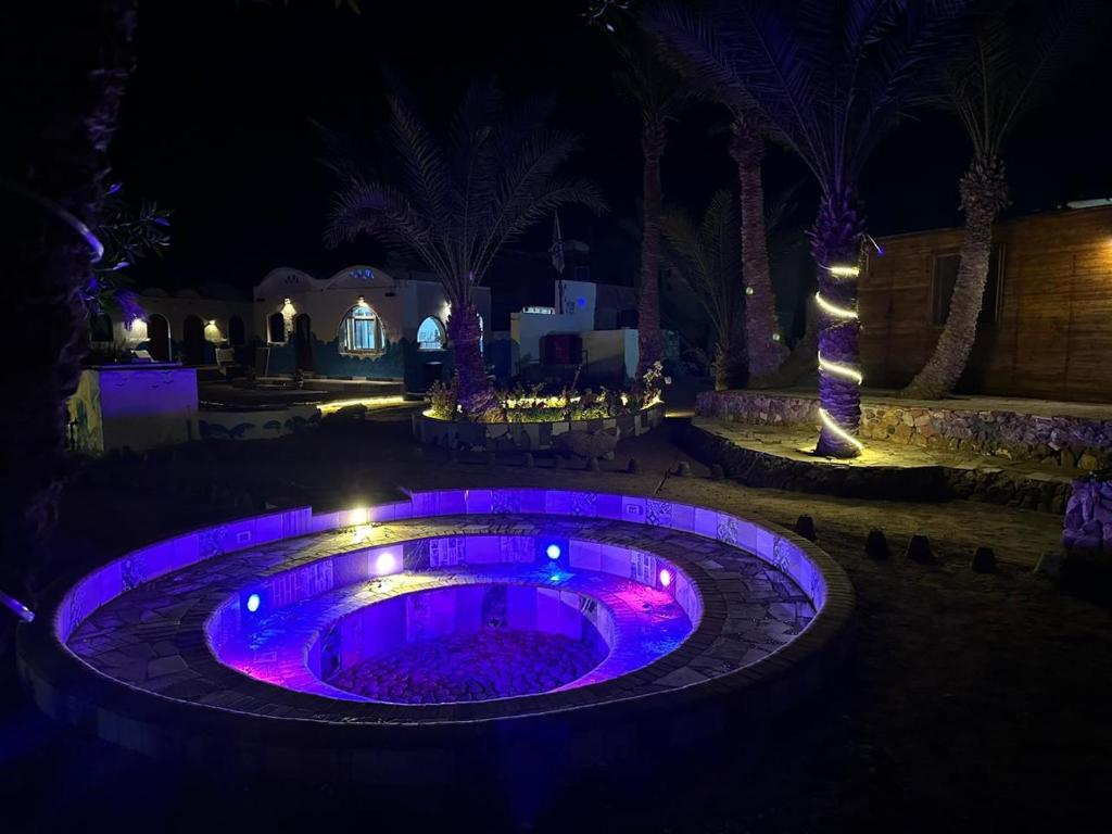 达哈布Dolphin Camp的夜晚在院子里有一个紫色灯光的小游泳池