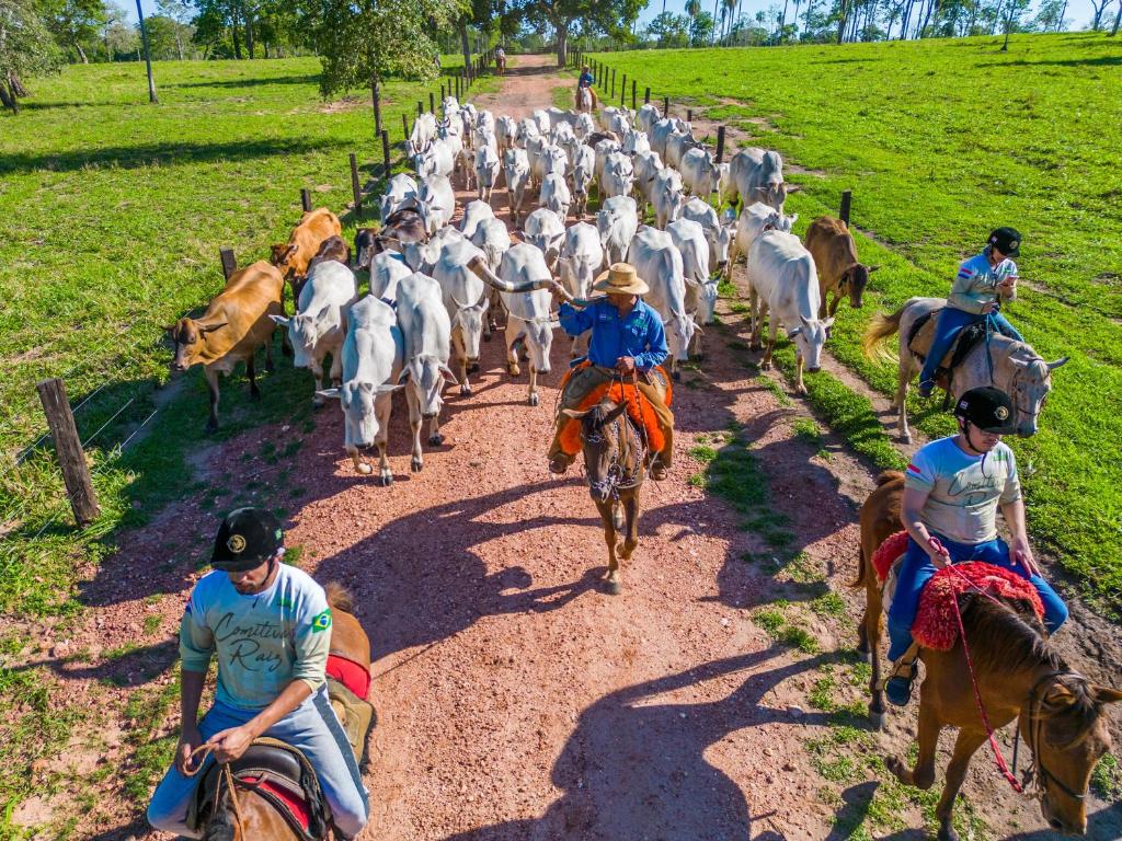 米兰达Pousada Pantanal Experiência的一群人骑着马在土路上带牛