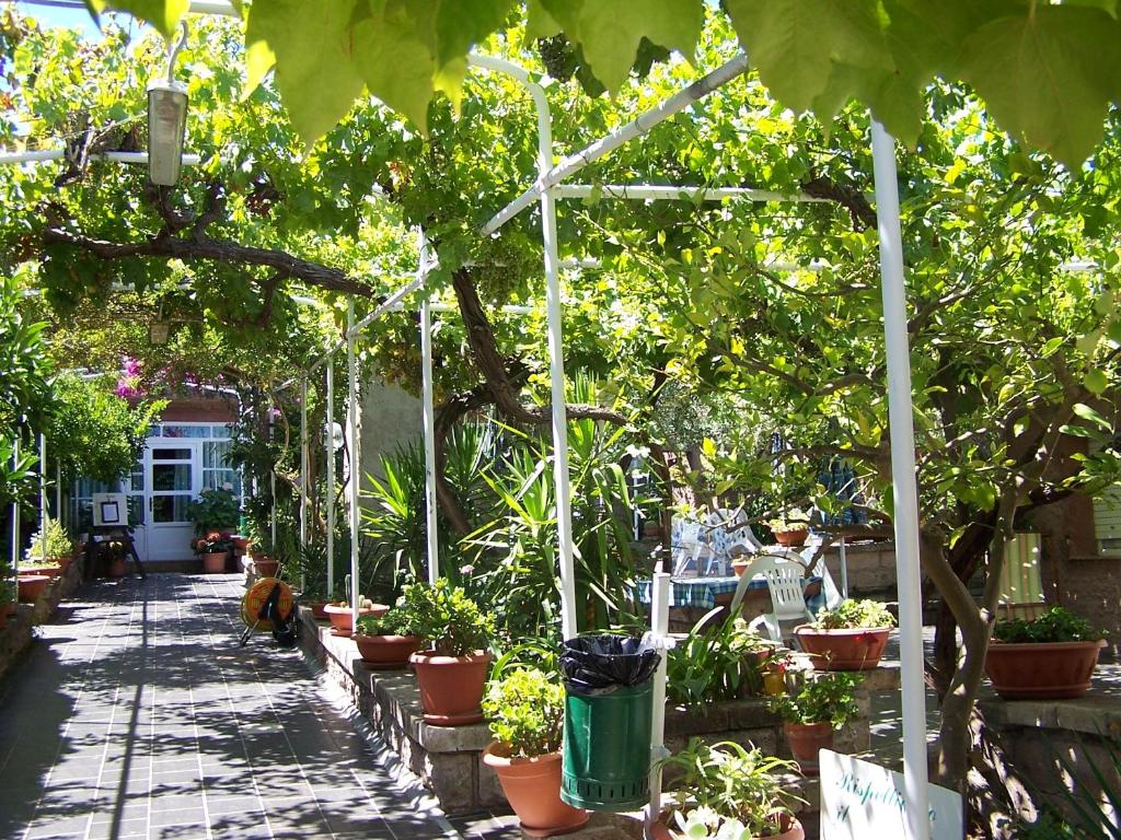博萨阿巴马拉村酒店的种植了盆栽植物和温室的花园