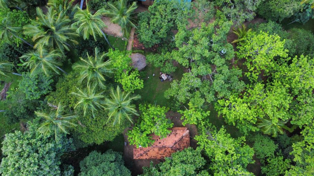 丹不拉Eco Village Kalundewa的享有棕榈树森林和建筑的顶部景色