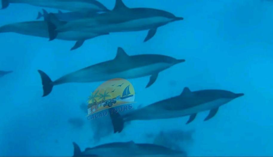 赫尔格达Dolphin house的一群海豚在海洋里,并有冲浪板