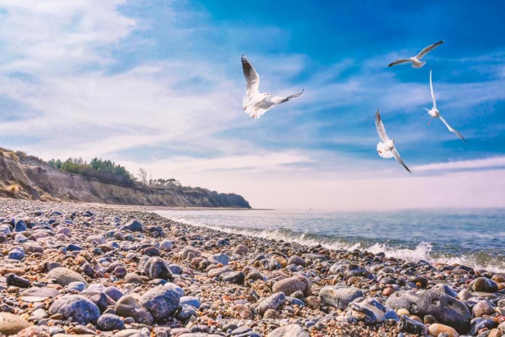 德兰斯克Bungalow SONNE UND MEER direkt am Strand的一群鸟飞过岩石海滩