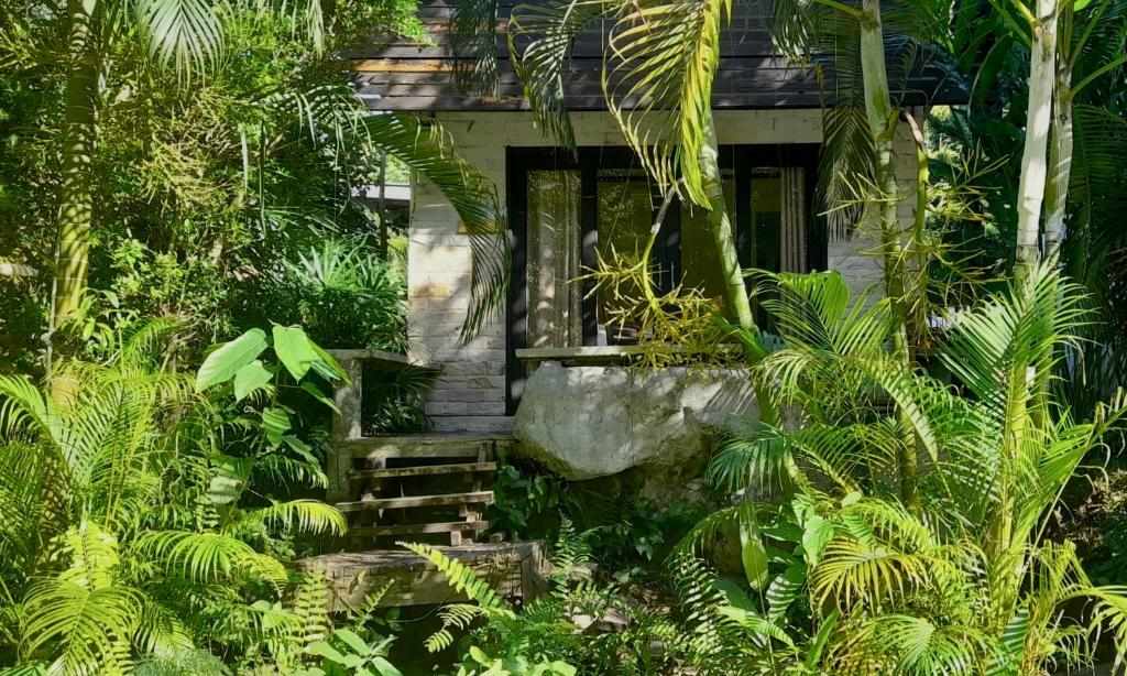 库德岛Wave-F的丛林中树木繁茂的房子