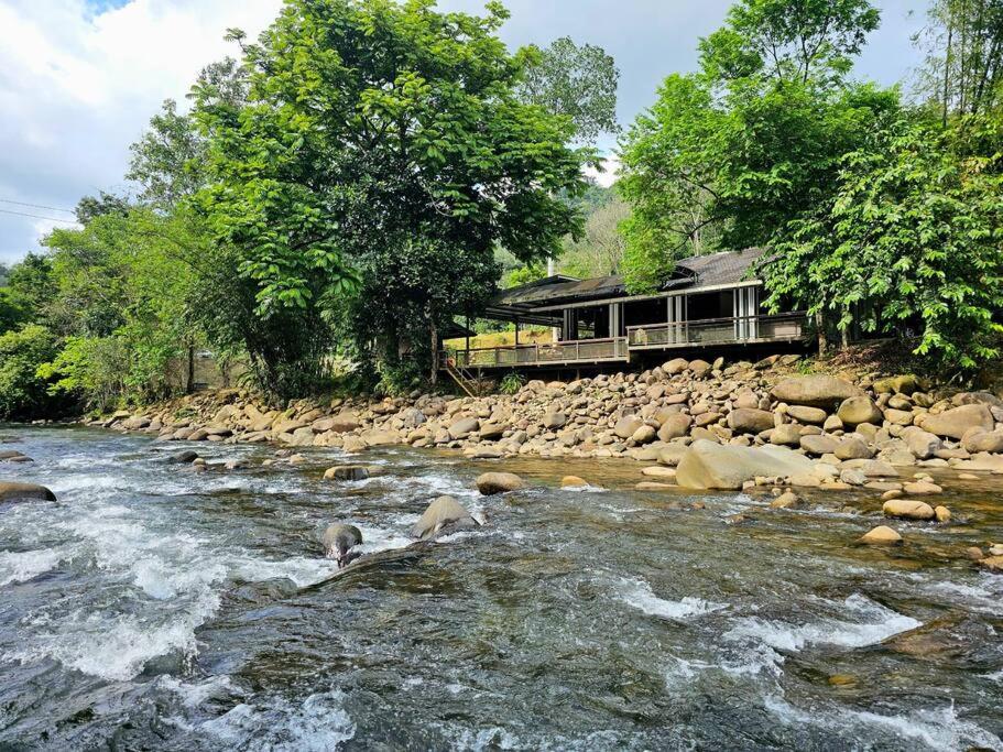 Kampong RugardingRugading Riverside Villa near Kota Kinabalu.的两只狗站在河里的岩石上