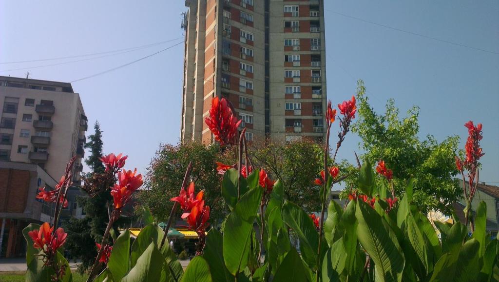 TrstenikHotel Konaciste Goc Trstenik的一座高楼前的一群红色花