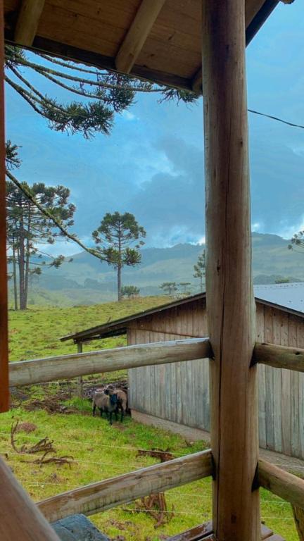 邦雅尔丁-达塞拉Gralha Azul的田野上两只动物围栏的景色