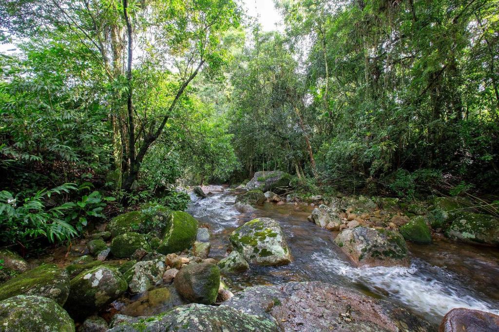 圣阿马鲁-达因佩拉特里斯Sítio Águas Encantadas - Cachoeira e Águas termais的森林中树木繁茂的溪流