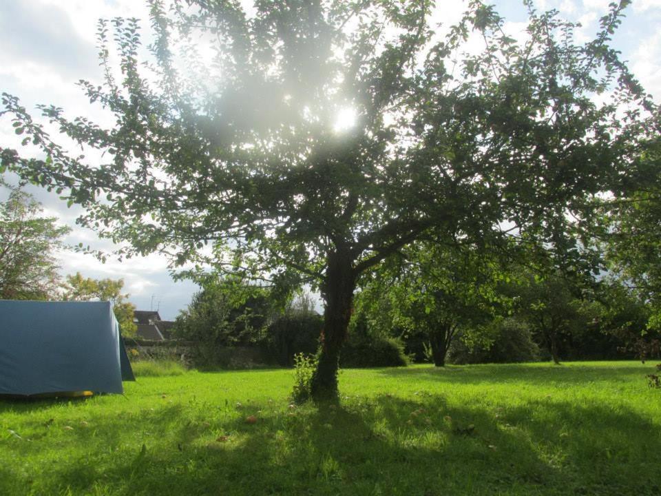La Chapelle-la-ReineFontaineblhostel hostel & camping near Fontainebleau的绿地中间的树