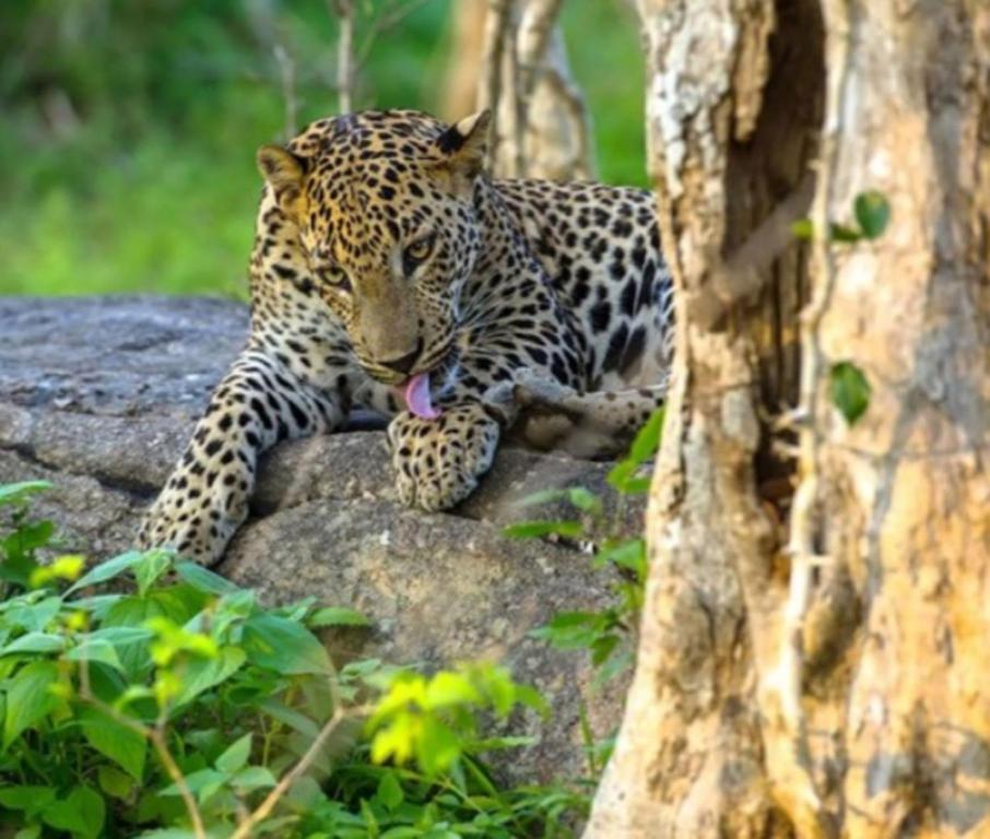 达瓦拉维Group Safari Family Bungalow的树旁的岩石上的一个豹子