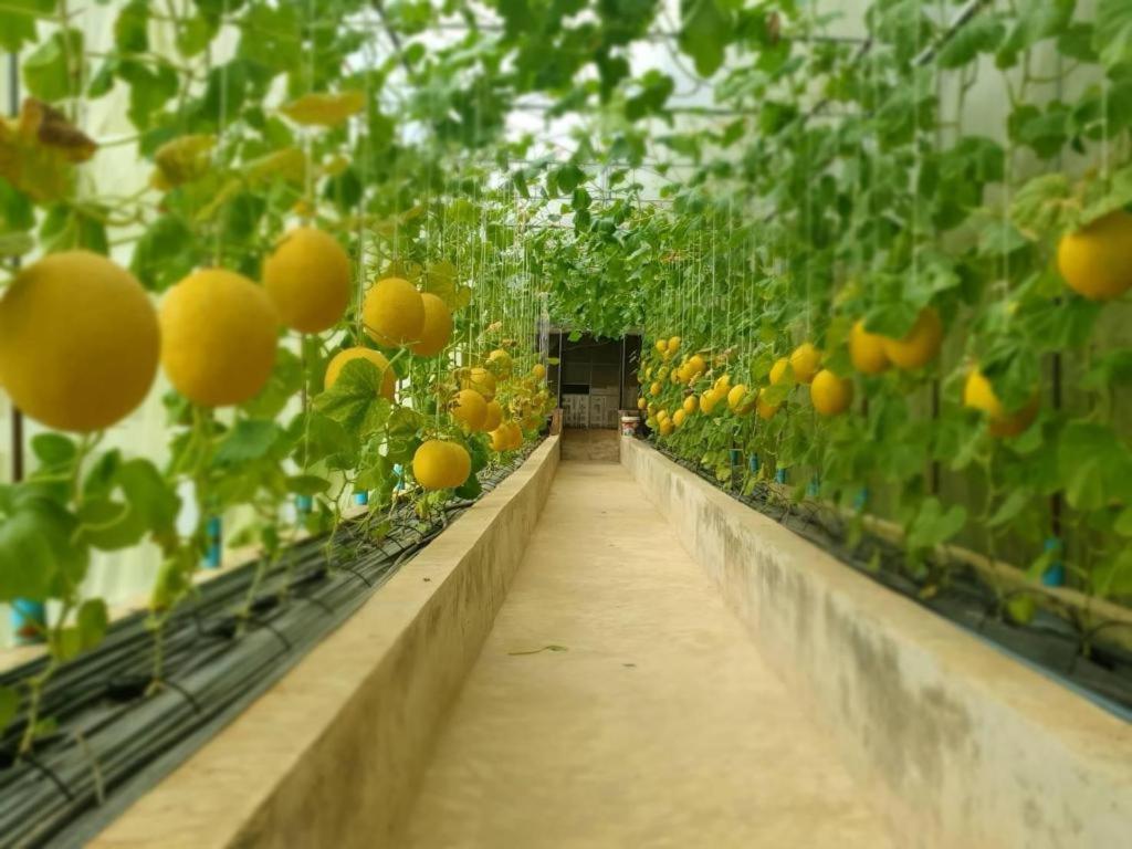 Ban Kaeoเมล่อนลอยฟ้า的温室里的一排橘子树