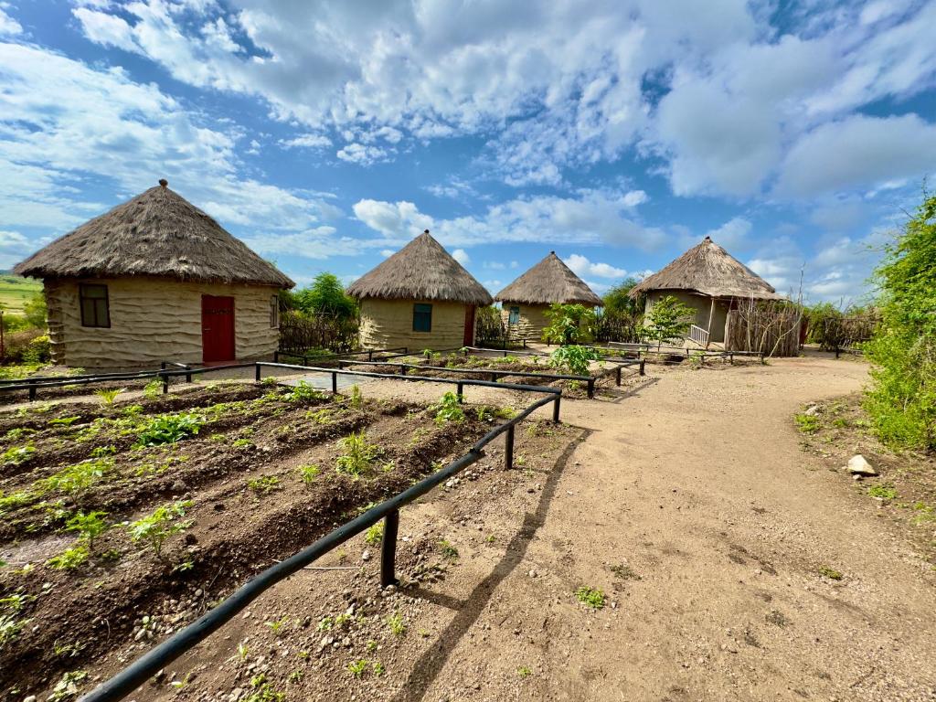 MakuyuniMaasai Eco Boma & Lodge - Experience Maasai Culture的土路上一群茅草屋顶的小屋