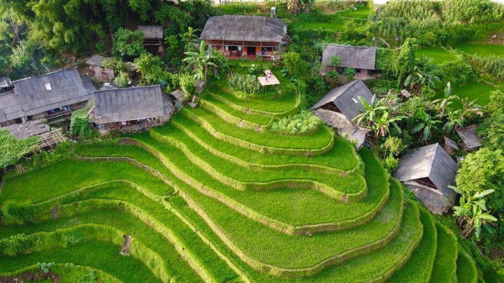 萨帕My's Homestay sapa的稻田的空中景观