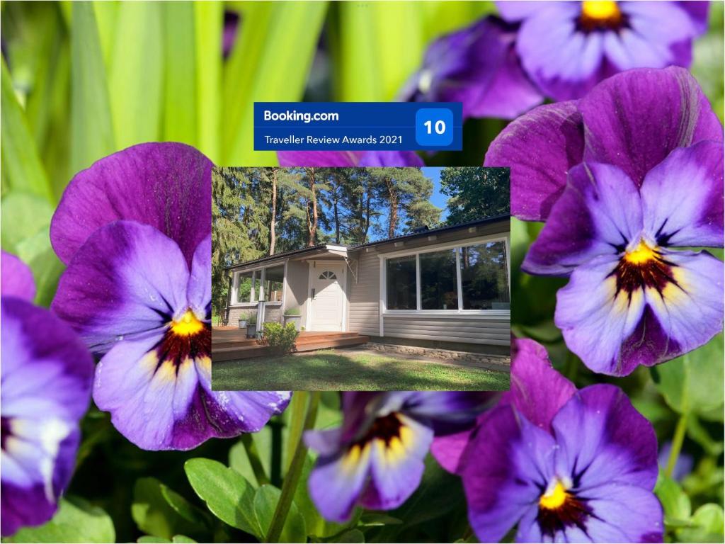 SjöboNordic Relax House - WoodHouse的一群紫色的花在房子前面